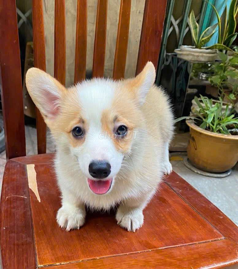 Bé corgi đáng yêu cô chú ơi