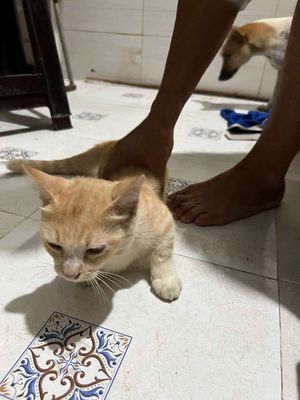 Mèo nhà màu vàng nhạt dễ thương. Mua bán Mèo tại Huyện Long Điền Bà Rịa - Vũng Tàu được đăng bởi Tuệ Mẫn