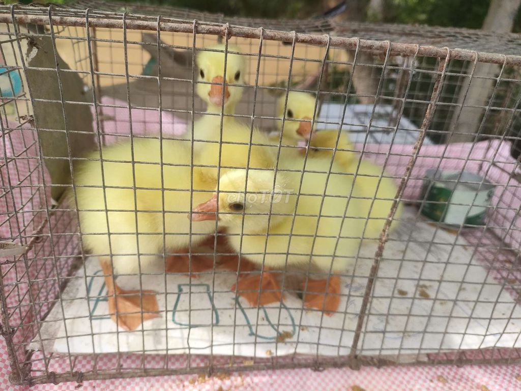 Ngỗng con mới nở. Mua bán Thú cưng khác tại Huyện Phong Điền Cần Thơ được đăng bởi gà nòi phong điền hình 1