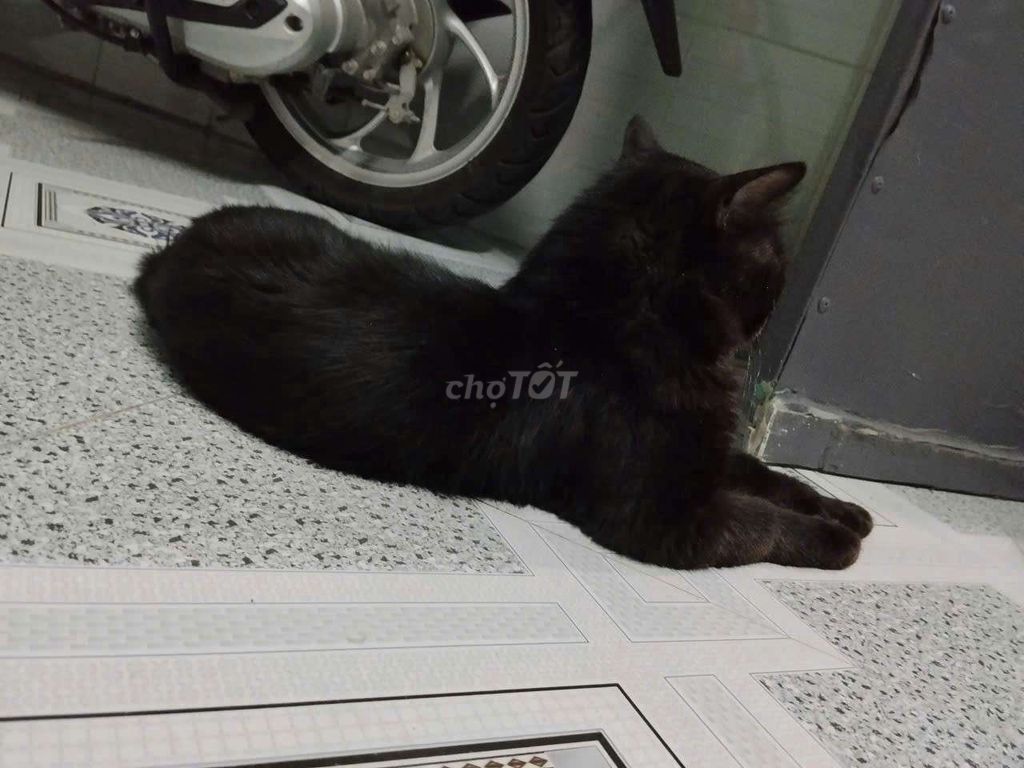 Mèo Anh lông dài đen. Mua bán Mèo tại Quận 12 Tp Hồ Chí Minh được đăng bởi Hoài An hình 1