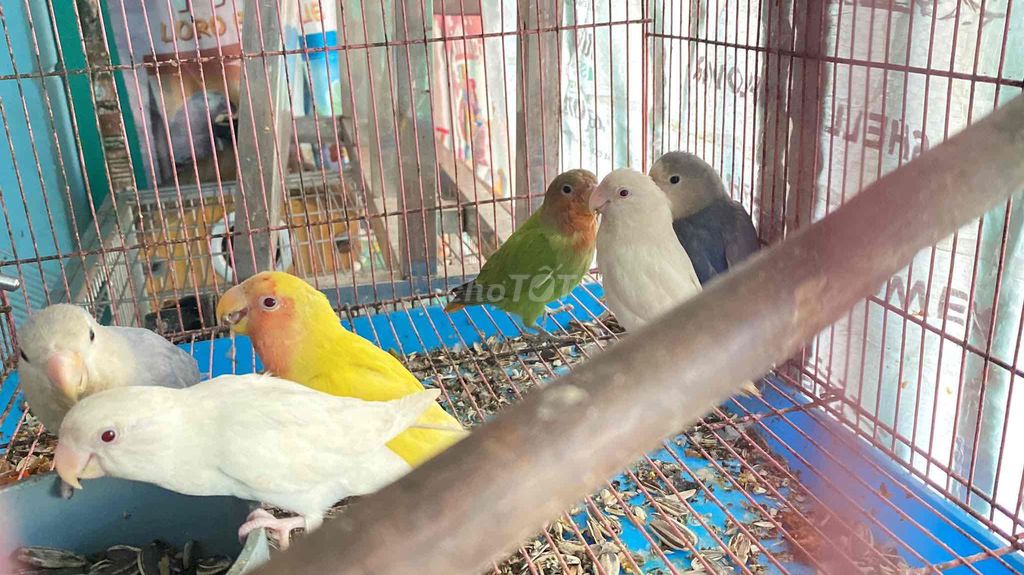 Vẹt Lovebird 3 tháng. Mua bán Chim tại Quận 8 Tp Hồ Chí Minh được đăng bởi Tú hình 1