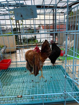 không có thời gian nuôi cần bay hết tặng 1 lồng. Mua bán Gà tại Huyện Nhà Bè Tp Hồ Chí Minh được đăng bởi Nguyễn Minh Thuận