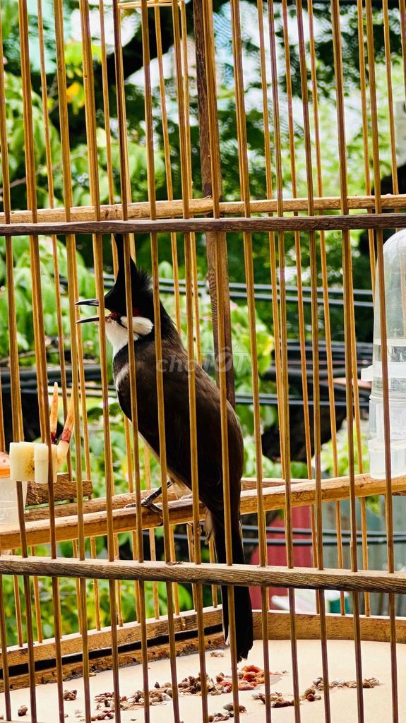 Chim chào mào đực 6 tháng dạn. Mua bán Chim tại Quận Liên Chiểu Đà Nẵng được đăng bởi NGUYỄN DUY MINH  hình 1