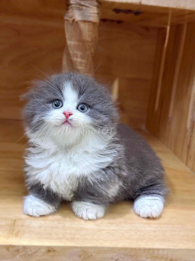 Mèo Bicolor Chân Ngắn Lông Xù Béo Xinh. Mua bán Mèo tại Quận 8 Tp Hồ Chí Minh được đăng bởi ti pet town hình 1