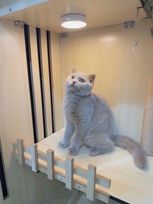 mèo anh lông ngắn lilac