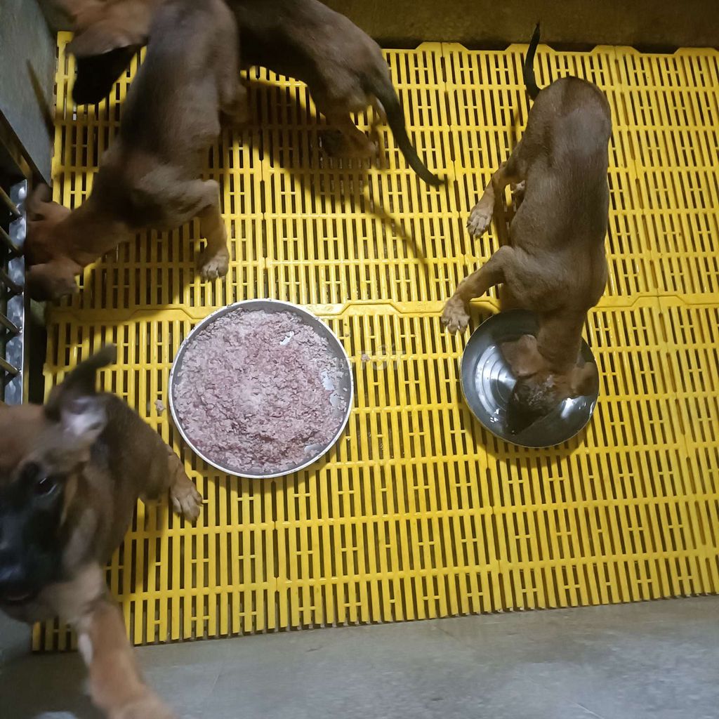 Bỉ size đại. Mua bán Chó tại Huyện Bình Chánh Tp Hồ Chí Minh được đăng bởi Anh nông dân da đen hình 7