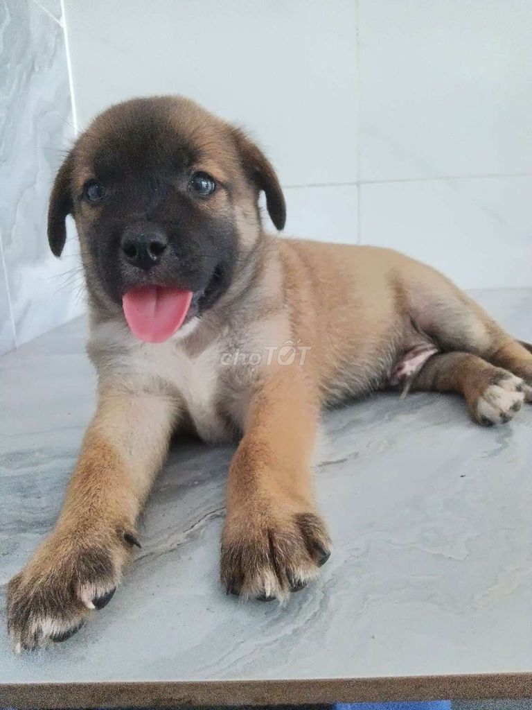 Chó Becgie Bỉ F1 đực lanh lợi đã biết sủa to. Mua bán Chó tại Quận 6 Tp Hồ Chí Minh được đăng bởi Tăng Chí Lương  hình 1