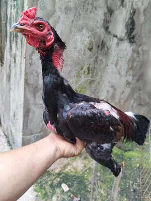 Gà đòn Tía lỗi nhẹ 2.7kg - 134766505