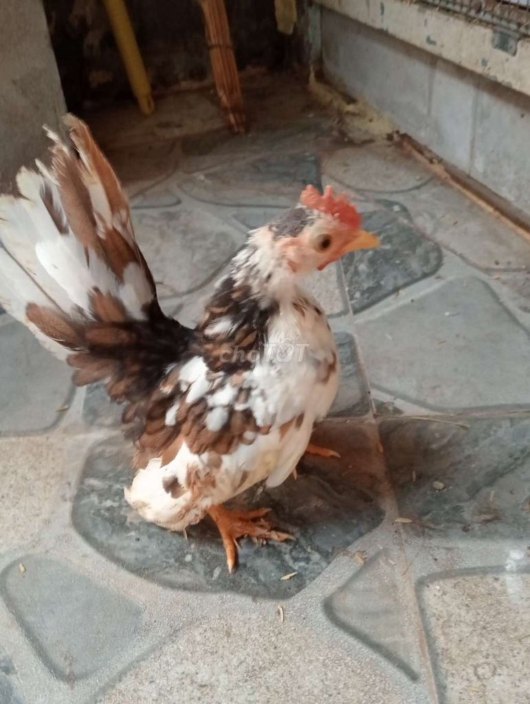 Gà Sema Khét bông 3 tháng. Mua bán Gà tại Thành phố Sóc Trăng Sóc Trăng được đăng bởi hải p3 hình 1