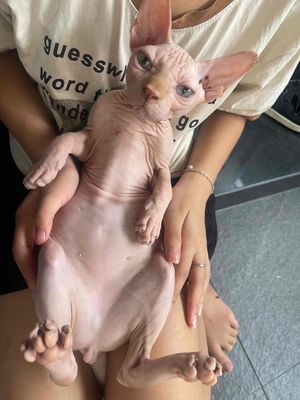 Không có thời gian chăm. Chia lại 2 em mèo Ai Cập