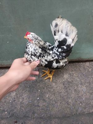 Cần bán gà serama sắp so. Mua bán Gà tại Quận Bình Tân Tp Hồ Chí Minh được đăng bởi Nhi Le