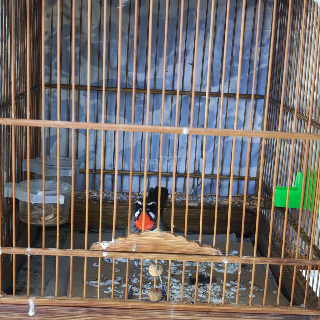 Chim Oanh cổ đỏ 3 con đang vào cám. Mua bán Chim tại Quận 10 Tp Hồ Chí Minh được đăng bởi Nguyen duy thien hình 1