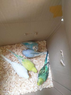 Chim Vẹt Úc nhiều màu sz to đuôi dài