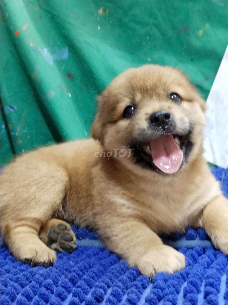 Chó Golden thông minh mập ú nghe lời . Mua bán Chó tại Quận Bình Tân Tp Hồ Chí Minh được đăng bởi Nguyễn Hằng hình 1