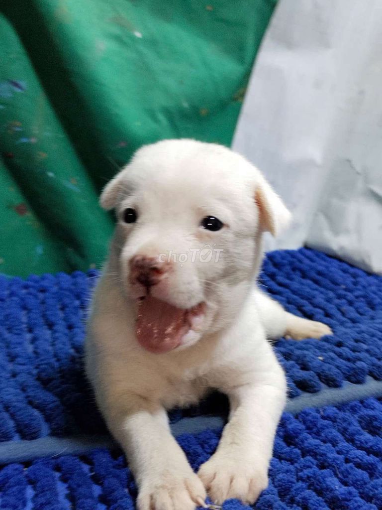 Chó Chihuahua lai nhỏ nhắn mũi hồng . Mua bán Chó tại Quận Bình Tân Tp Hồ Chí Minh được đăng bởi Nguyễn Hằng hình 1