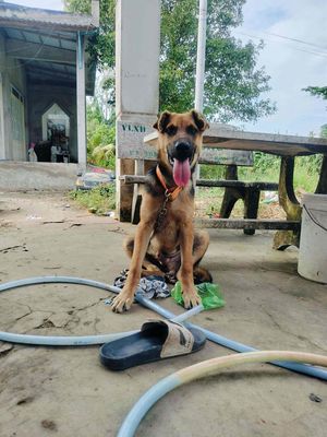 Chó Becgie Đức đực 5 tháng đã tiêm. Mua bán Chó tại Huyện Chợ Mới An Giang được đăng bởi Phan Hoàng Dịnh