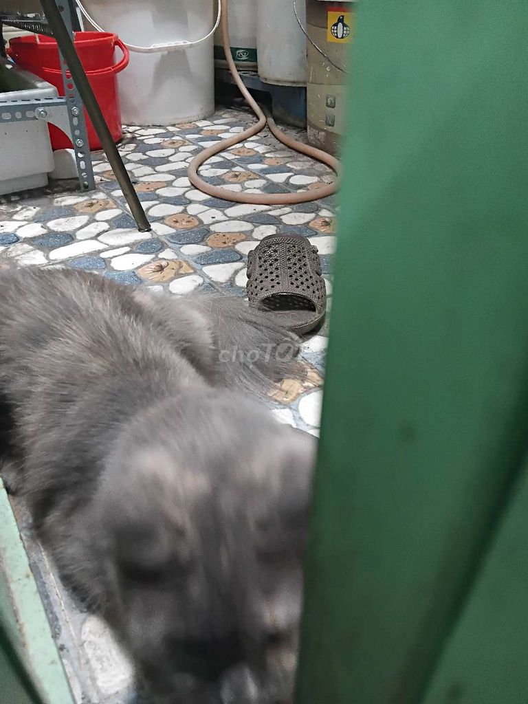 Mèo Anh lông dài Xám xanh 3 tuổi. Mua bán Mèo tại Quận 8 Tp Hồ Chí Minh được đăng bởi Nguyễn Thế Anh hình 1