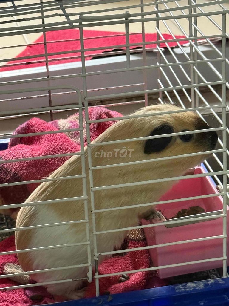 Chuột lang Cali Nâu trắng. Mua bán Thú cưng khác tại Quận Bắc Từ Liêm Hà Nội được đăng bởi Mr Dũng hình 1