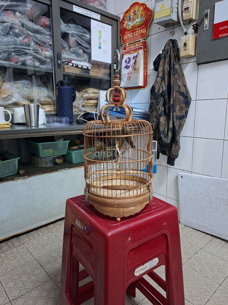 Chim Mai Xanh tím Khỏe mạnh. Mua bán Chim tại Quận 7 Tp Hồ Chí Minh được đăng bởi Nam Nguyen hình 1