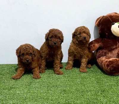 Poodle tini nâu đỏ đậm đáng yêu. Mua bán Chó tại Thành phố Thuận An Bình Dương được đăng bởi Hùng Pet