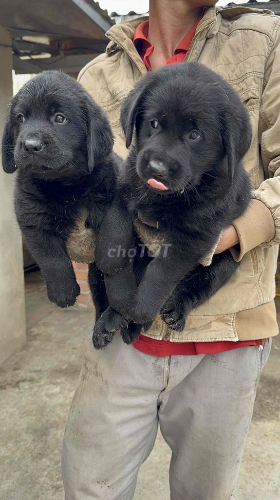 labrador thuần chủng phong thuỷ ạ 😊. Mua bán Chó tại Quận Cẩm Lệ Đà Nẵng được đăng bởi Huyền chip hình 1