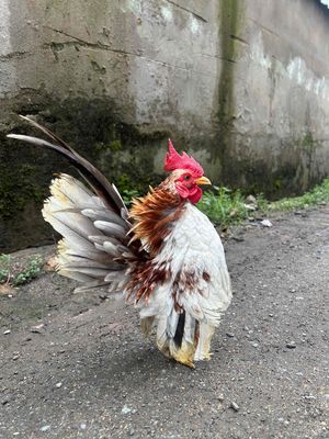 serama. Mua bán Gà tại Quận 12 Tp Hồ Chí Minh được đăng bởi Anh bảo