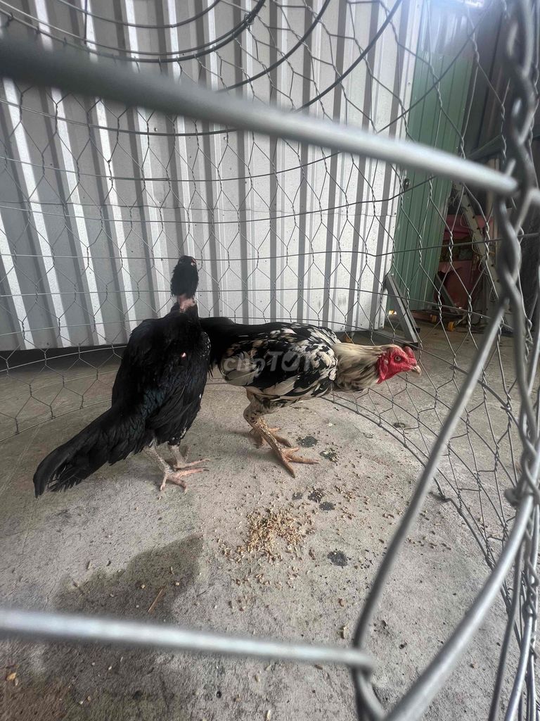 Gà Đòn Chuối bông 3,5kg Đực. Mua bán Gà tại Huyện Thủ Thừa Long An được đăng bởi SANG hình 1