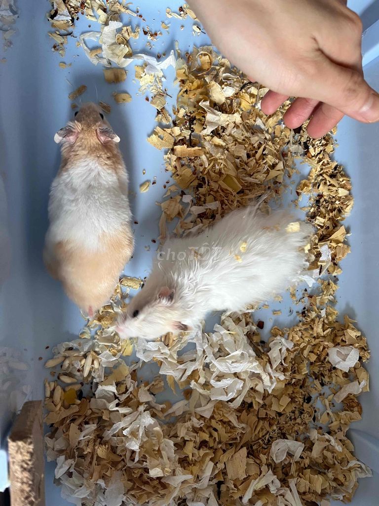 chuột cảnh. Mua bán Thú cưng khác tại Thành phố Thuận An Bình Dương được đăng bởi Gấu hình 1