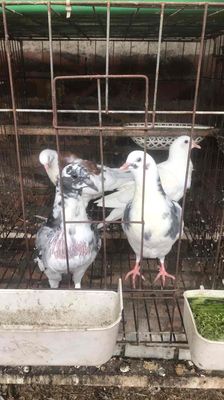 chim Bồ Câu Pháp và Pháp Lai chim giống vs Sih sản