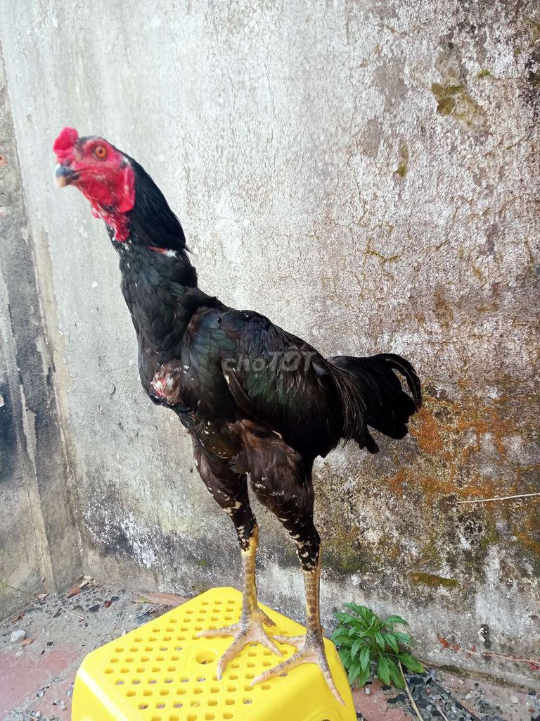 gà tư mé đốc cổ. Mua bán Gà tại Quận Ngũ Hành Sơn Đà Nẵng được đăng bởi Gà Hay Non Nước hình 1