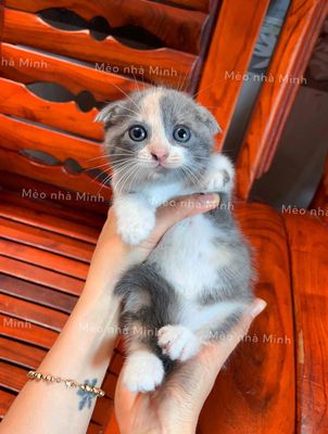 Mèo Anh thuần chủng Tai Cụp