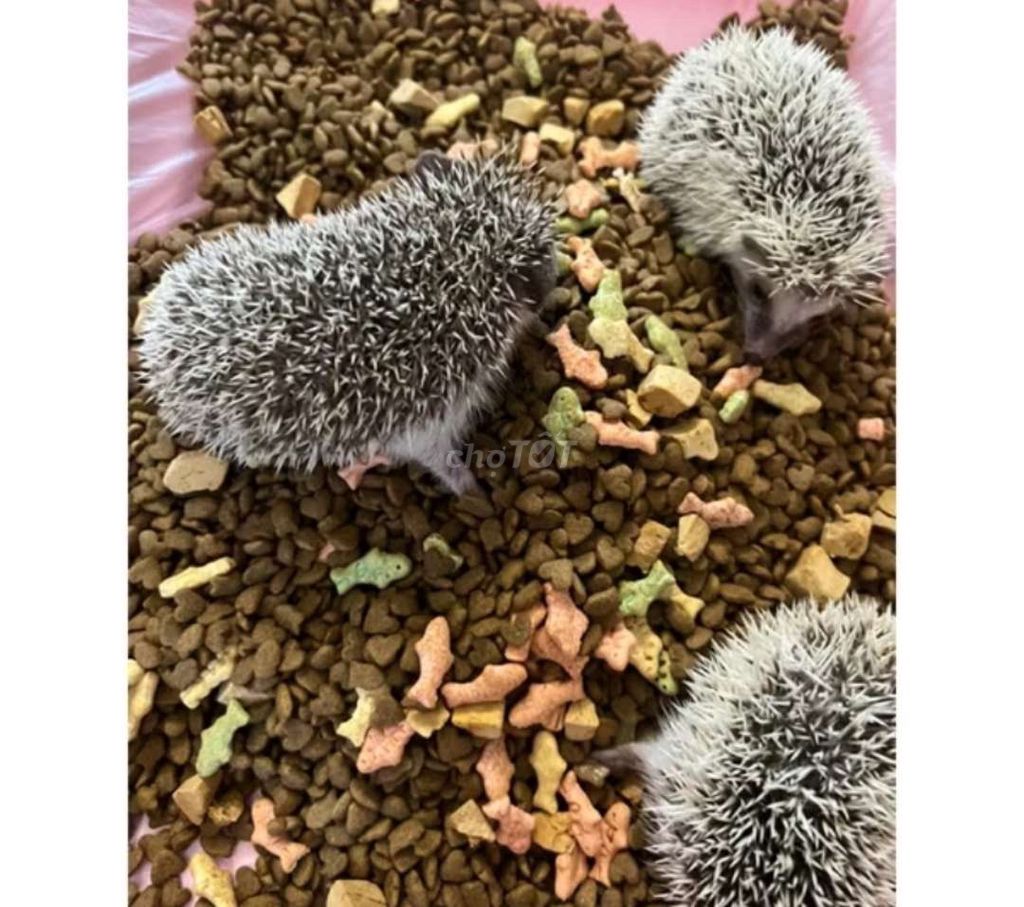 Nhím Trắng xám. Mua bán Thú cưng khác tại Quận 3 Tp Hồ Chí Minh được đăng bởi Cá lóc hình 1