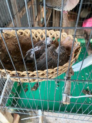Bán cặp chim cu thái. Mua bán Chim tại Huyện Mỹ Xuyên Sóc Trăng được đăng bởi Nguyễn Trường Giang