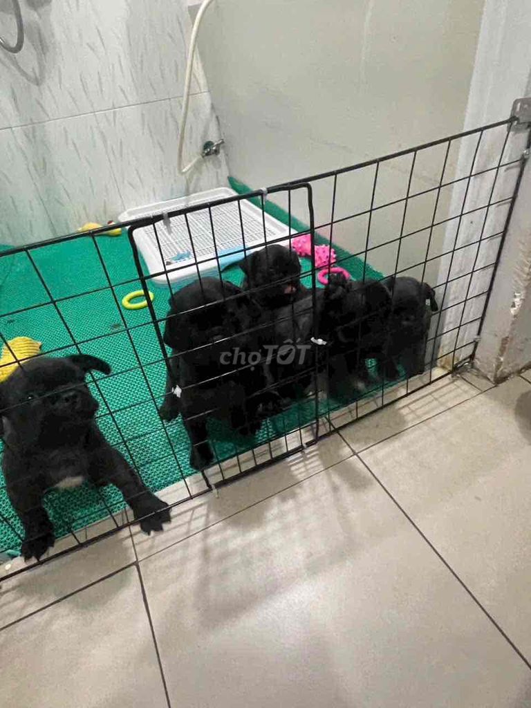 Chó nhà đẻ chuẩn pug Pháp. Mua bán Chó tại Quận 12 Tp Hồ Chí Minh được đăng bởi Anh Thư hình 5