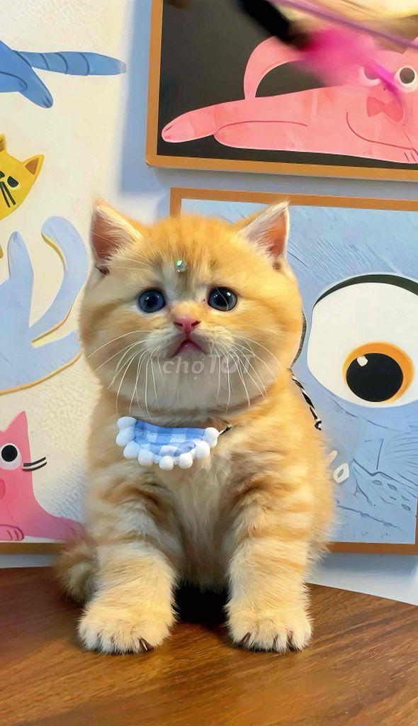 Mèo cam tai tiếng xinh lắm ạ. Mua bán Mèo tại Quận Bình Thạnh Tp Hồ Chí Minh được đăng bởi Như Ý hình 1