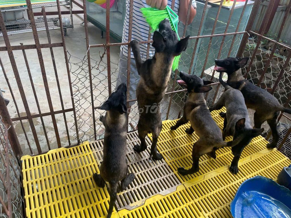 Chó Malinois 4 tháng đã chích ngừa. Mua bán Chó tại Huyện Củ Chi Tp Hồ Chí Minh được đăng bởi Phan Đức  hình 1