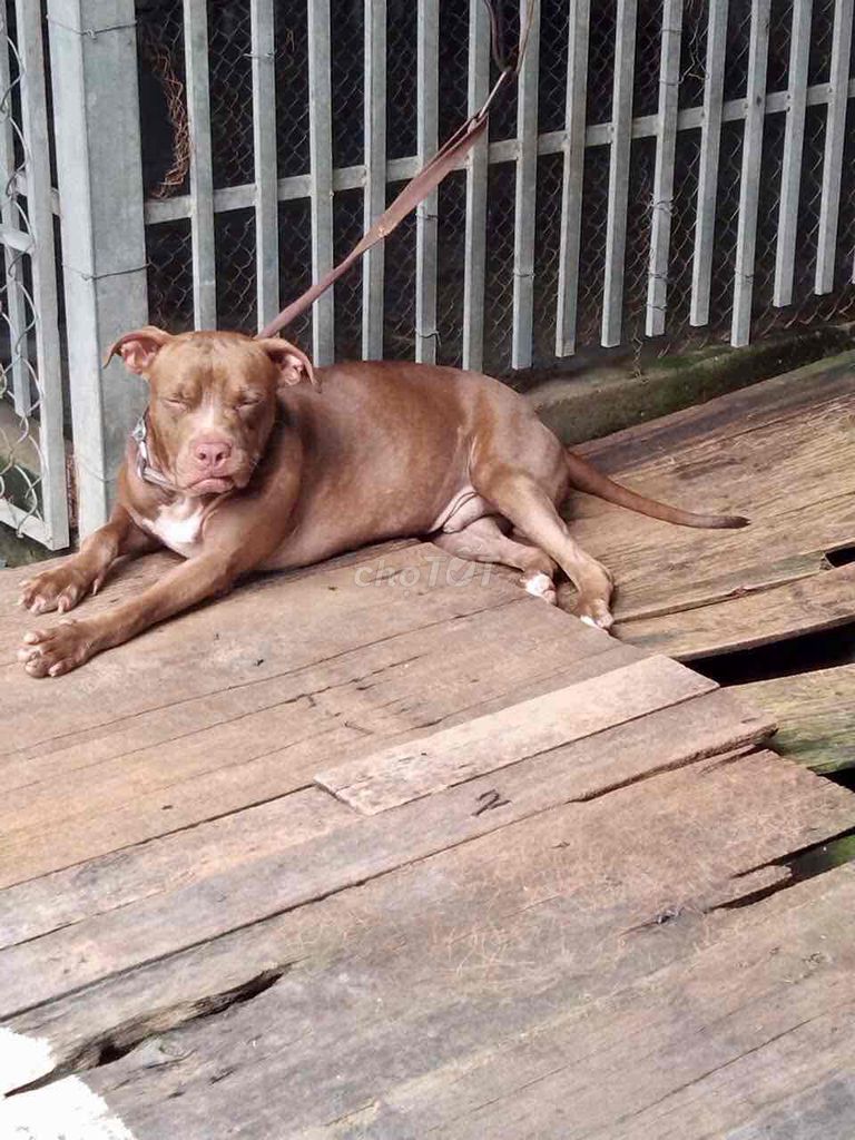 mình có bầy Pit Bull lai betge