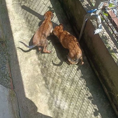 Bây Bécgie Bỉ đỏ cháy. Mua bán Chó tại Huyện Bình Chánh Tp Hồ Chí Minh được đăng bởi Anh nông dân da đen