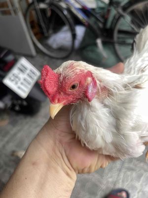 tre bắc tít, cộc. Mua bán Gà tại Quận Bình Tân Tp Hồ Chí Minh được đăng bởi Bùi Thục