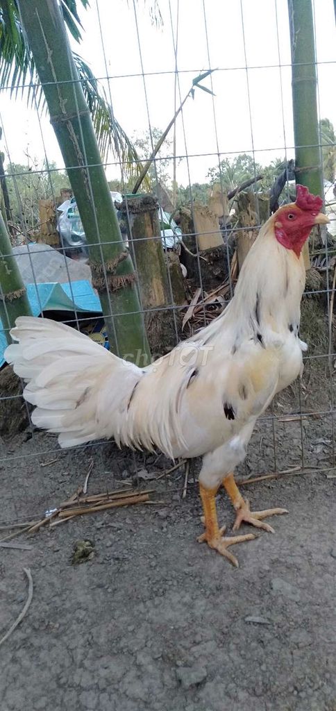 Gà trống giống trắng 2.9 kg. Mua bán Gà tại Huyện Phong Điền Cần Thơ được đăng bởi Ký cần Thơ  hình 1