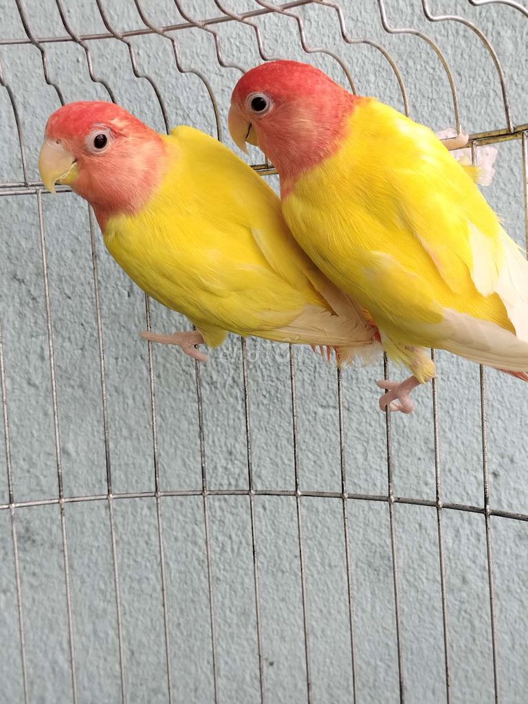 Cặp vet lovebirds peached face ghép sinh sản