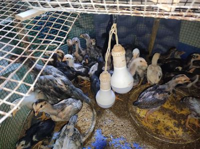 Gà chọi con nuôi thịt siêu ngon. Mua bán Gà tại Quận Ngũ Hành Sơn Đà Nẵng được đăng bởi Kiệt Lặc