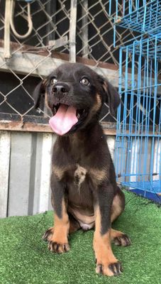 chó rottweiler lai becgie Đức to con