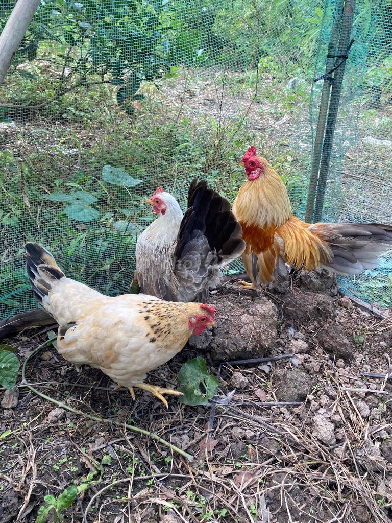 Thanh lý 3 em gà (2 tre thường, 1 mái Thái). Mua bán Gà tại Thành phố Ngã Bảy Hậu Giang được đăng bởi Cao Đạt hình 1