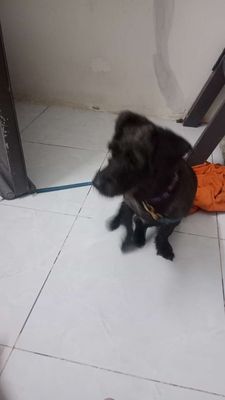 Giống chó lai coggi với poodie