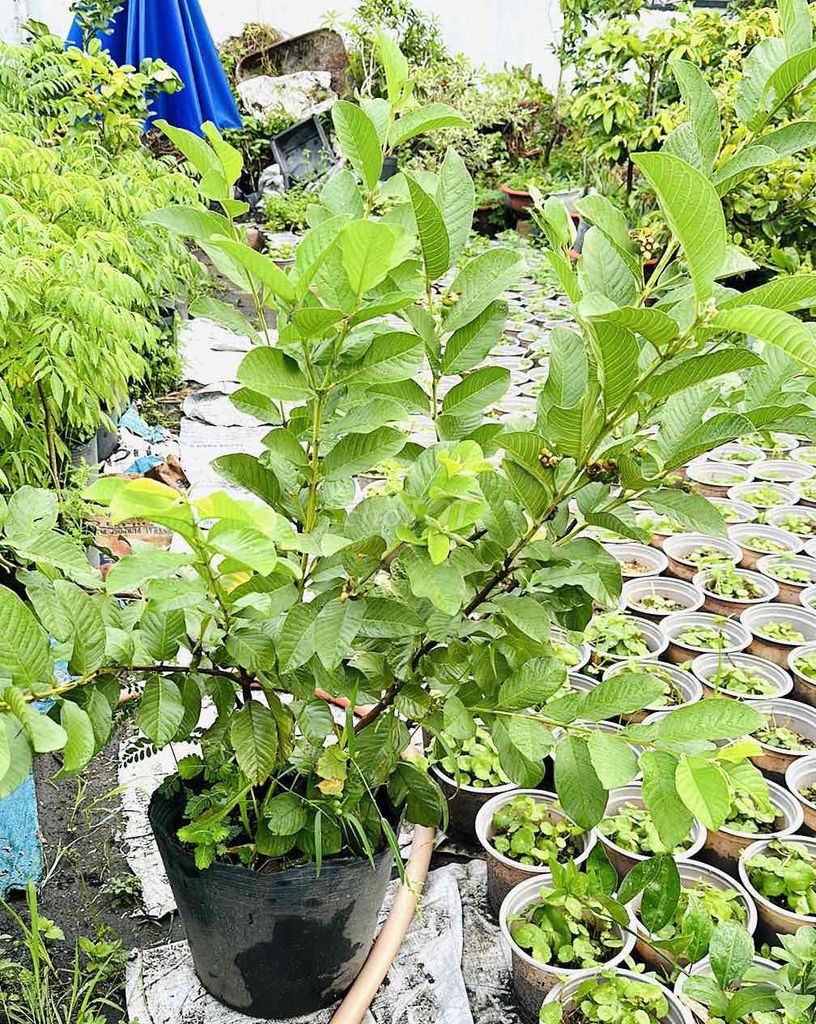 cây ổi nữ hoàng gốc trung cây cao 1m2 có trái. Mua bán Đồ chuyên dụng, Giống nuôi trồng tại Quận Gò Vấp Tp Hồ Chí Minh được đăng bởi Vườn Kiểng Nhà Nị Ny hình 3