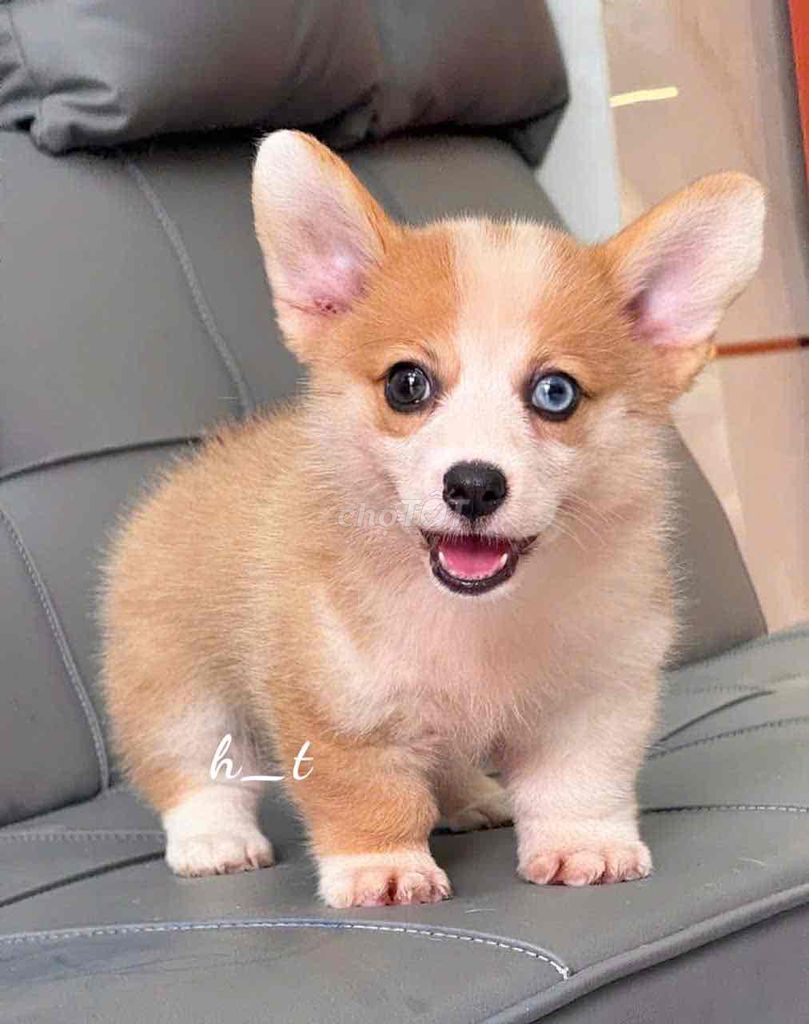 vip corgi phom dăng chuẩn mông to vip. Mua bán Chó tại Quận Bình Tân Tp Hồ Chí Minh được đăng bởi huỳnh thật  hình 4