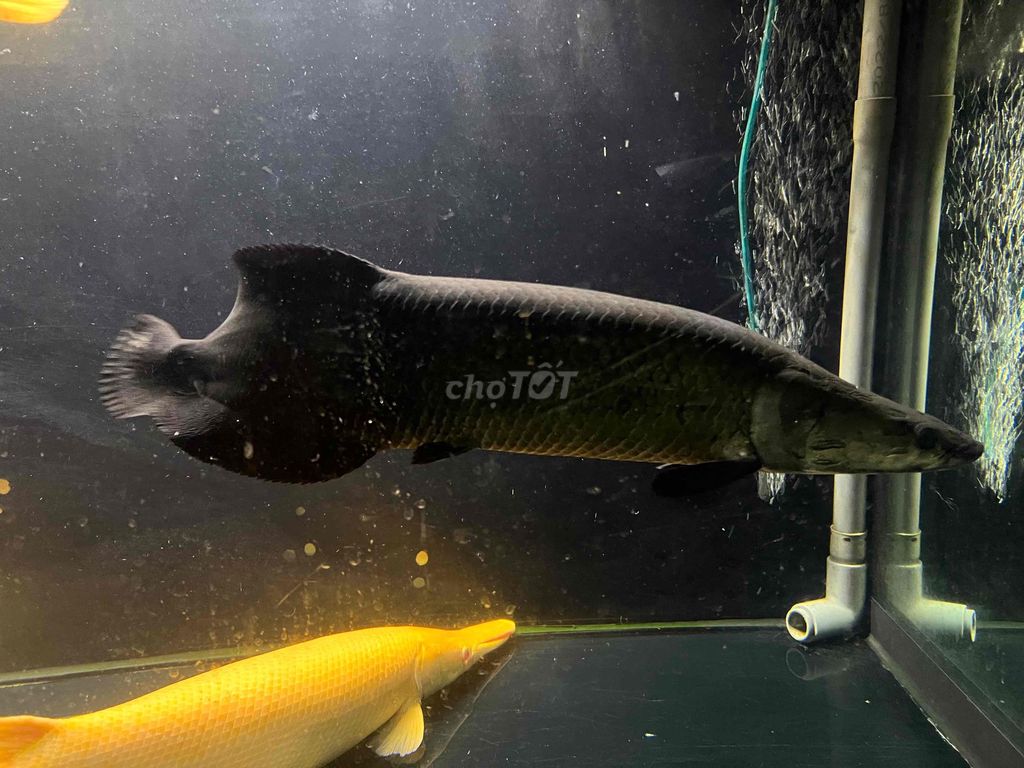 Cá Hải tượng 90cm. Mua bán Thú cưng khác tại Huyện Hóc Môn Tp Hồ Chí Minh được đăng bởi Phát Nguyễn hình 1