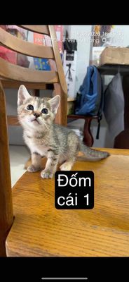 mèo lai Aln nhà đẻ