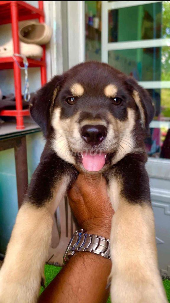 chó rottweiler lai becgie rất bự con. Mua bán Chó tại Huyện Bình Chánh Tp Hồ Chí Minh được đăng bởi trung Dũng hình 1